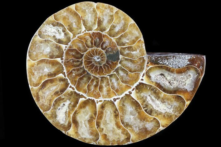 Agatized Ammonite Fossil (Half) - Madagascar #83793